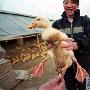 北京一农户家中有只长了三条腿的鸭子（图） 动物世界
