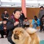国都犬展-金榜犬王争霸赛11（图） 动物世界
