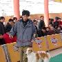 国都犬展-全场总冠军比赛1（图） 动物世界