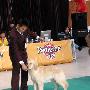 国都犬展-全场幼犬总冠军比赛1（图） 动物世界