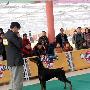 国都犬展-全场幼犬总冠军比赛3（图） 动物世界