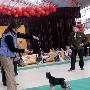 国都犬展-全场特幼犬总冠军比赛5（图） 动物世界