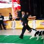 国都犬展-工作犬组-苏格兰牧羊犬1（图） 动物世界