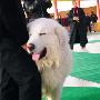 国都犬展-工作犬组-大白熊犬（图） 动物世界