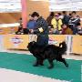 国都犬展-工作犬组-纽芬兰犬（图） 动物世界