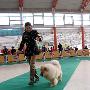 国都犬展-家庭犬组-松狮犬1（图） 动物世界