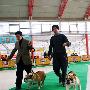 国都犬展-家庭犬组-英国斗牛犬2（图） 动物世界