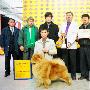 国都犬展-家庭犬组-BIG比赛（图） 动物世界