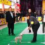 国都犬展-玩具犬组-冠毛犬（图） 动物世界