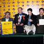 国都犬展-玩具犬组-各犬种BOB1（图） 动物世界