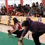 国都报导 百姓宠物竞技表演赛 八哥犬组比赛（图） 动物世界