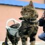 带轮子走路的小猫咪（图） 动物世界