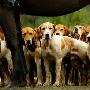 英国猎犬聚会取消猎狐活动（图） 动物世界