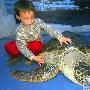 武汉海洋公园里的百岁海龟“巨无霸”（图） 动物世界