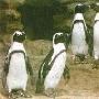 黑脚企鹅首次亮相台北动物园 （图） 动物世界