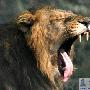 印度新德里:一狮子累得直打呵欠（图） 动物世界