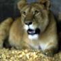 圣萨尔瓦多动物园里小狮子的第一吼（图） 动物世界