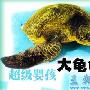超級嬰孩大龜龜（圖） 動物世界