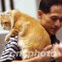 香港猫迷会举行第六届冠军猫展（图） 动物世界