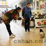 能"握手"会"敬礼"小鸭有灵性（图） 动物世界