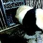 熊貓“白雪”開鎖逃跑 四川賠給陝西大熊貓（圖） 動物世界