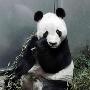 中国雄性大熊猫东渡扶桑 跨国联姻当爸爸（图） 动物世界