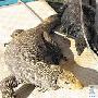 深圳动物园懒巨蜥晒太阳（图） 动物世界