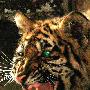 眼球摘除后 东北虎在显示"虎威"（图） 动物世界