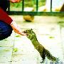 北京街头一只松鼠与晨练人交上朋友（图） 动物世界