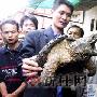 长相狰狞重达8公斤 邕城昨日捕获一鳄鱼龟（图） 动物世界