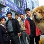 街头冒出小“狮子” 原来是只松狮犬（图） 动物世界