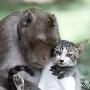 泰国寺庙中猴子小猫“相依为命”（图） 动物世界