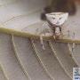 人面蜘蛛惊现山东蒙山国家森林公园（图） 动物世界
