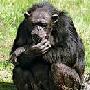 黑猩猩受训做“飞贼” 伦敦两户人家遭窃（图） 动物世界