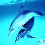 南宁动物园给两只海豚征名（图） 动物世界