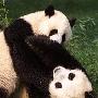 相处15月首次求爱粗暴坏事 旅美熊猫仔失恋了（图） 动物世界