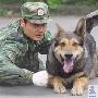 保AAPP平安 重庆警犬总动员（图） 动物世界