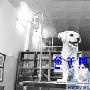 广州数万宠物狗惨遭“非狗”折磨：被割声带（图） 动物世界
