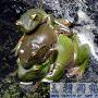 罕見！ 台東山區莫氏樹蛙交配一雌多雄（圖） 動物世界