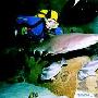 北京人救活的六条凶猛鲨鱼今天大连下“海”（图） 动物世界