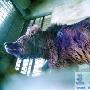 清华大学一学生跟畜生作对 硫酸烧伤5头狗熊（图） 动物世界