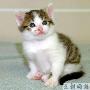 小猫“CC”成为世界上第一只克隆宠物（图） 动物世界