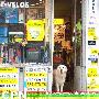 法国的狗和狗的法国(3)----养狗的小店（图） 动物世界