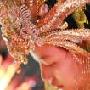 王珞丹展现金鹰女神 步履所至“足下生花”(图)