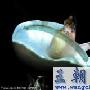 组图：lady gaga妖魅性感 群魔乱舞蛮腰抢镜