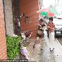 张国荣54岁冥寿 各地歌迷现身哥哥住所献花(图)
