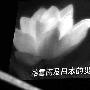 王菲演唱会祝福云南、日本灾民 张国立捐款10万