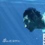 黄晓明带病水下拍励志片 露胸肌湿身诱惑(组图)