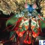“虾眼”结构复杂 仿生有望催生超高清DVD