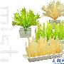 在桌面惊喜遇见森林 不插电的绿色加湿器